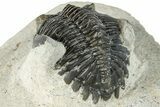 Bargain, Hollardops Trilobite Fossil - Ofaten, Morocco #287456-5